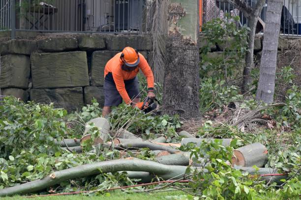 Reliable Lake California, CA Tree Services Solutions